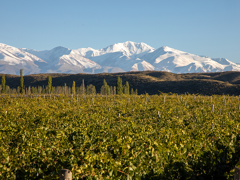 Green Vineyards Snow Covered Mountains Portada
